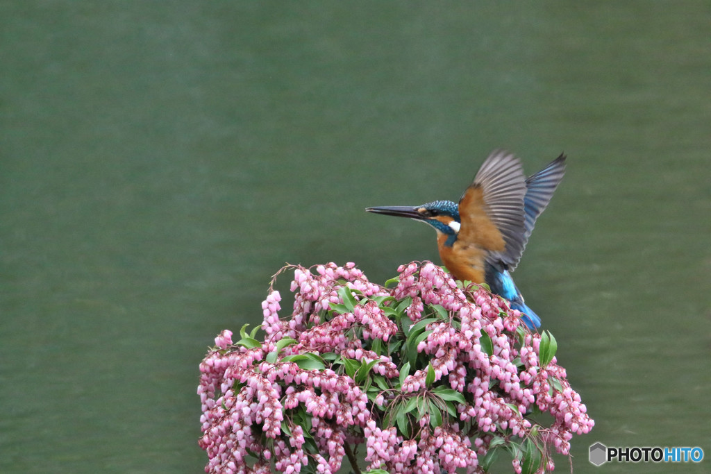 アセビとカワセミ