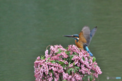 アセビとカワセミ