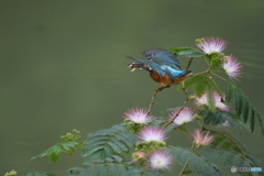 ネムノキとカワセミ
