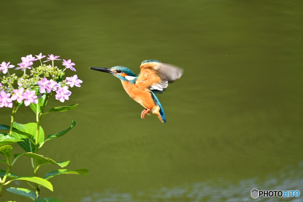 アジサイとカワセミ