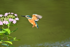 アジサイとカワセミ