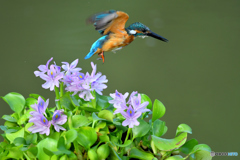 ホテイアオイとカワセミ