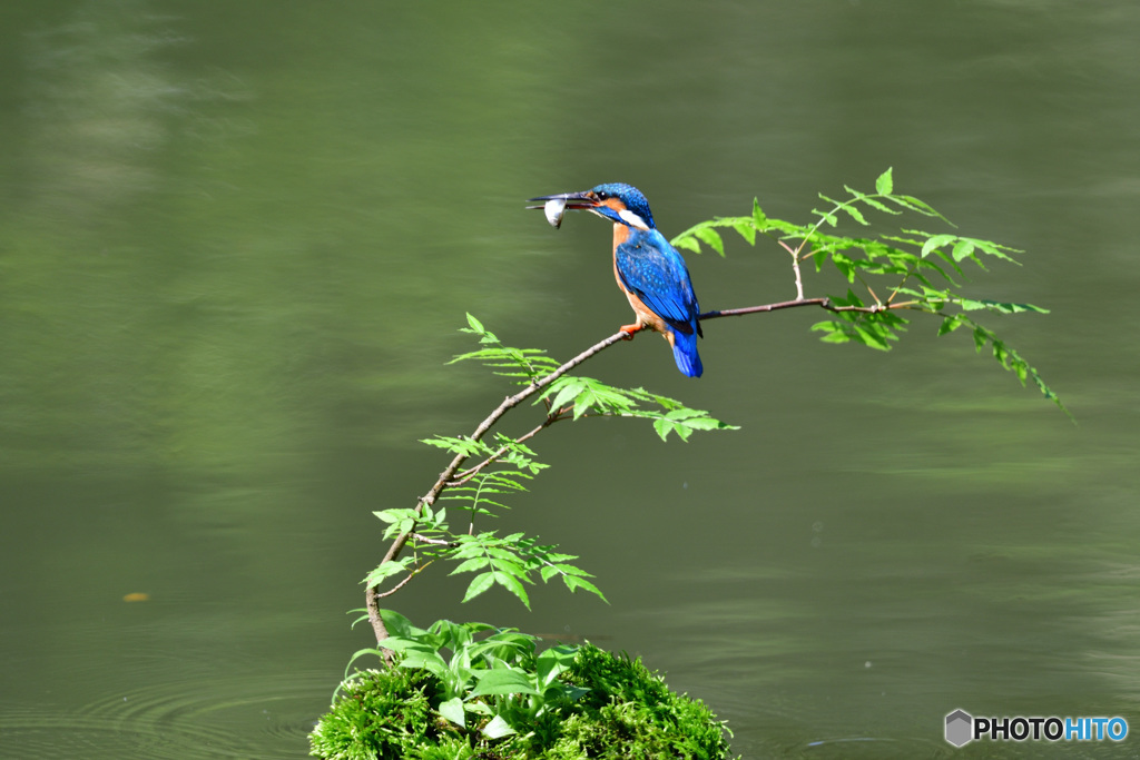 ハゼノキとカワセミ