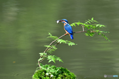 ハゼノキとカワセミ