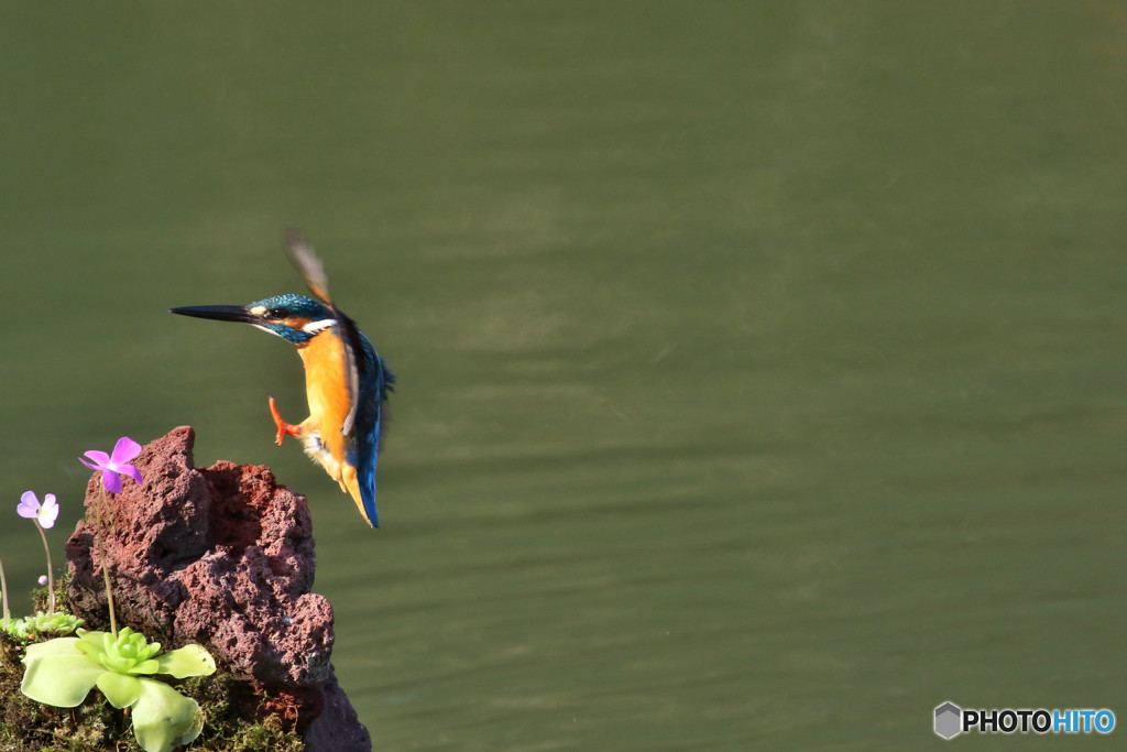 虫取りスミレとカワセミ