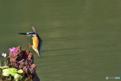 虫取りスミレとカワセミ