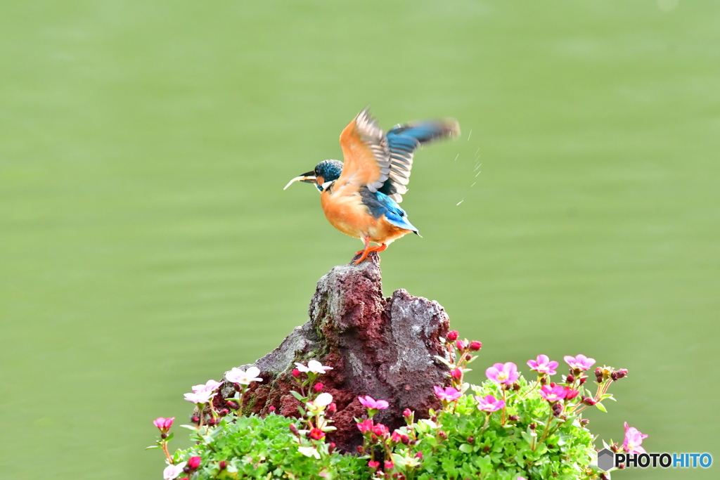 雲間草とカワセミ