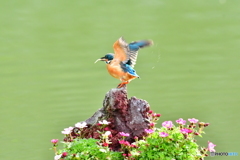雲間草とカワセミ