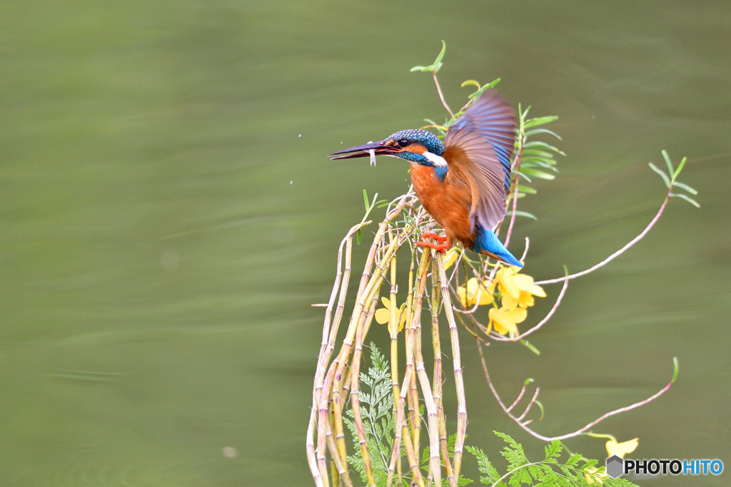 竹葉セッコクとカワセミ