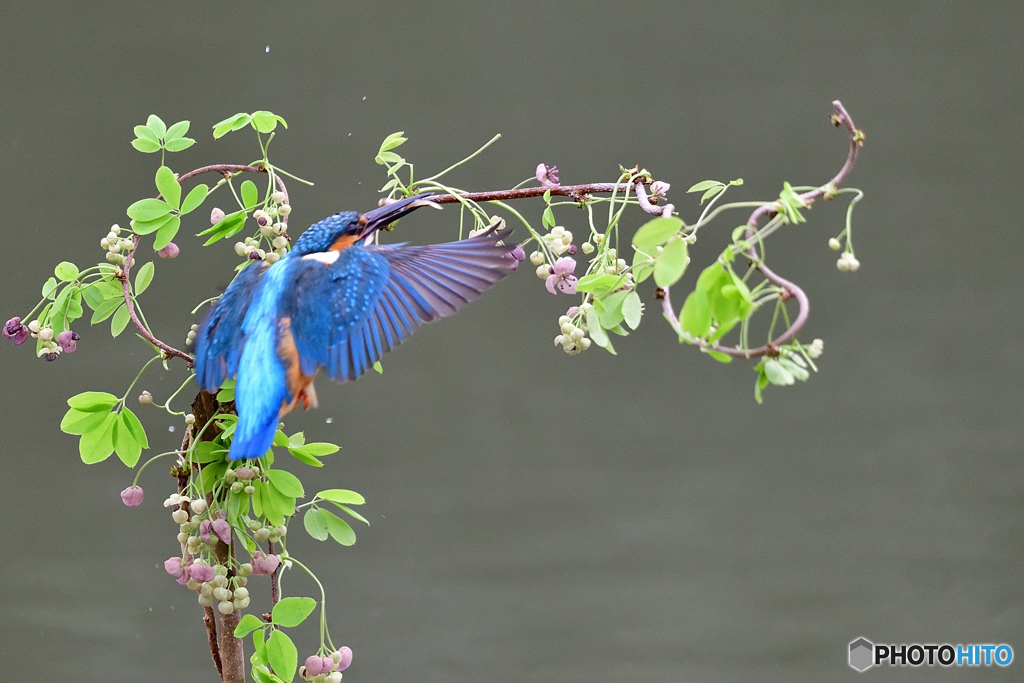 アケビの花とカワセミ