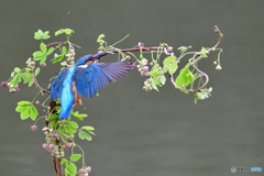 アケビの花とカワセミ