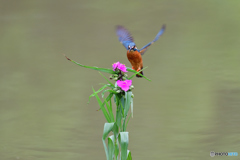 ツユクサとカワセミ