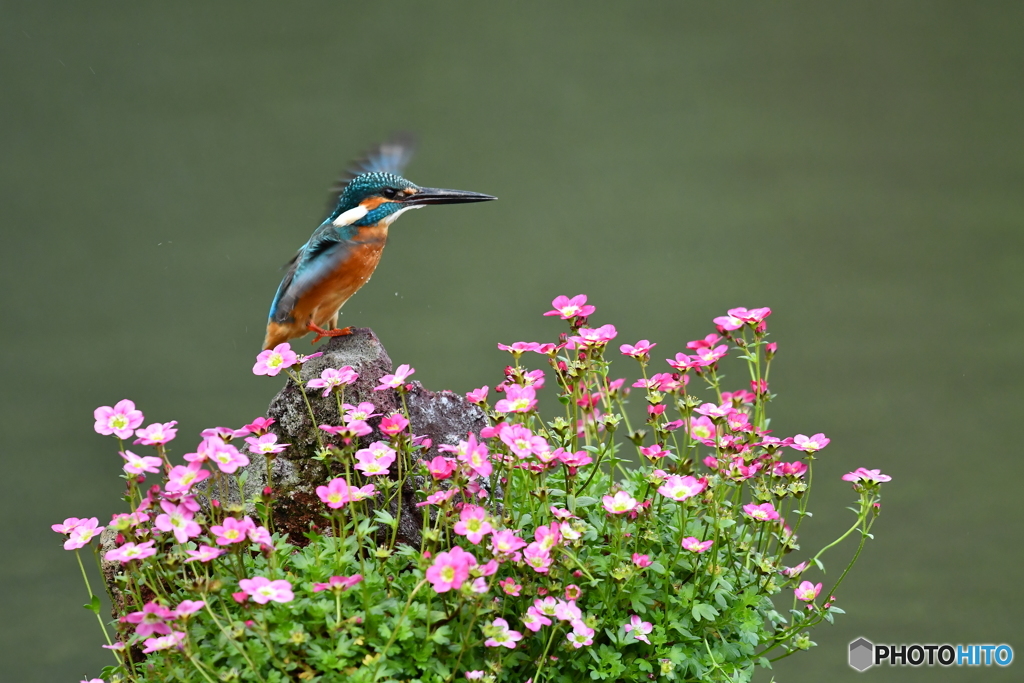 雲間草とカワセミ