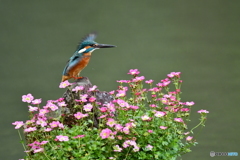 雲間草とカワセミ