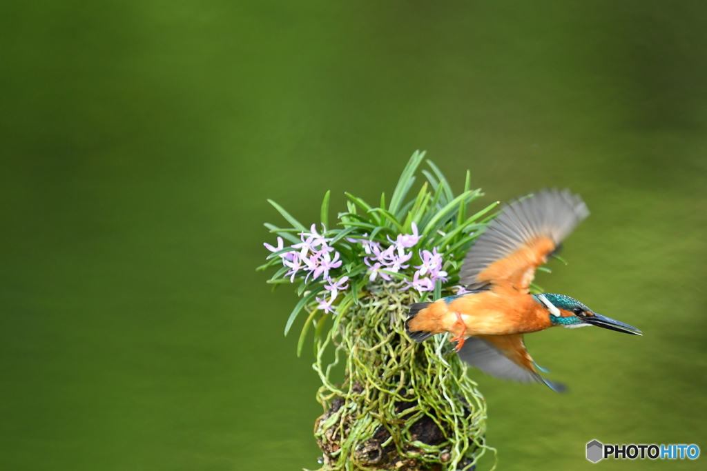 富貴蘭とカワセミ