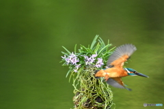 富貴蘭とカワセミ