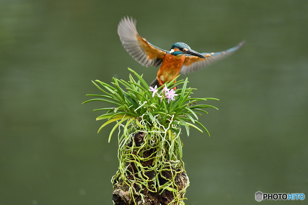 富貴蘭とカワセミ