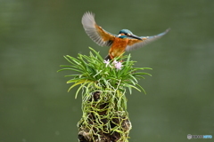 富貴蘭とカワセミ