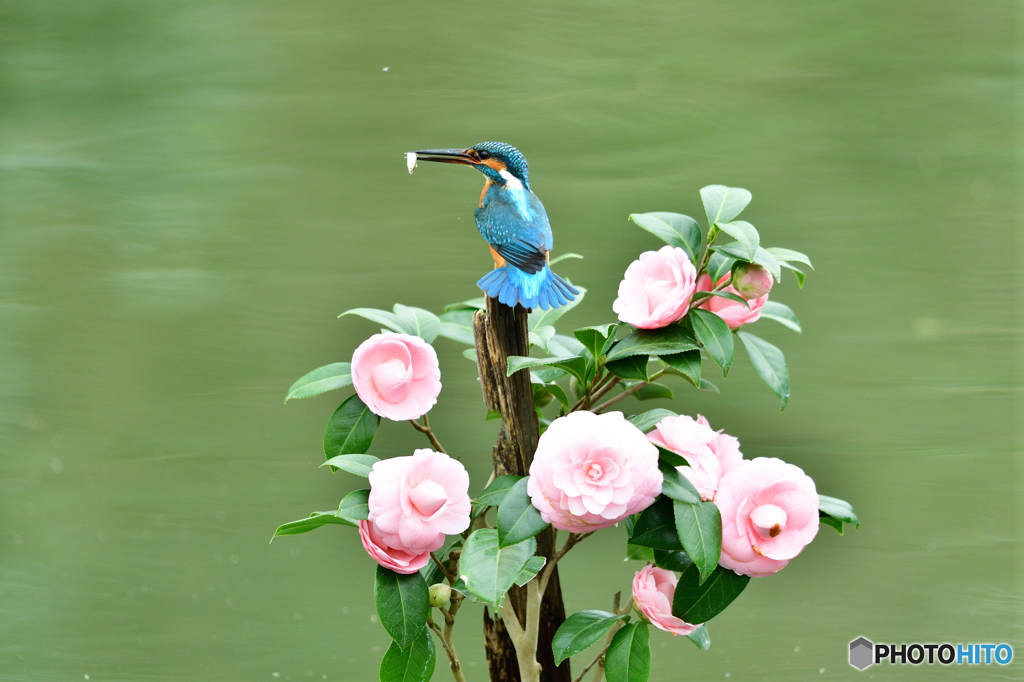 ツバキとカワセミ