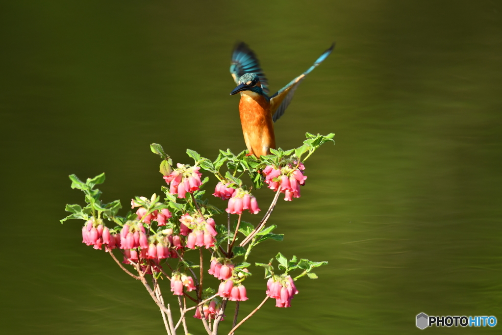箱根ツリガネツツジとカワセミ