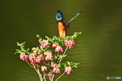 箱根ツリガネツツジとカワセミ