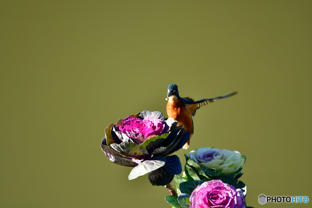 葉牡丹とカワセミ