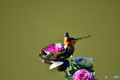 葉牡丹とカワセミ