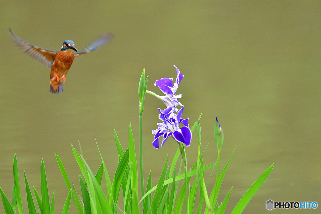 花ショウブとカワセミ