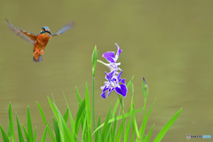 花ショウブとカワセミ