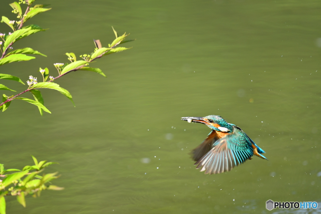 紫式部とカワセミ