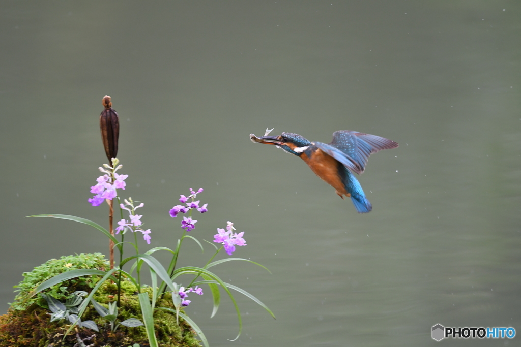 ウチョウランとカワセミ
