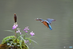 ウチョウランとカワセミ