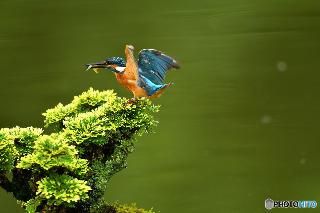 岩松とカワセミ