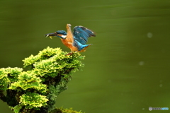 岩松とカワセミ