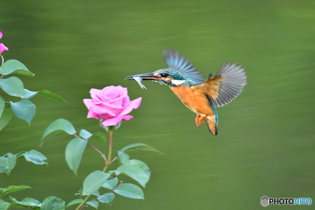 バラとカワセミ