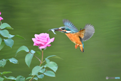 バラとカワセミ