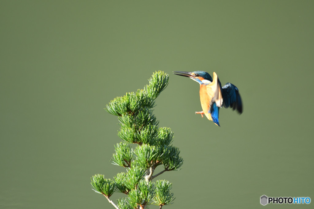 五葉松とカワセミ