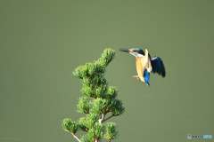 五葉松とカワセミ