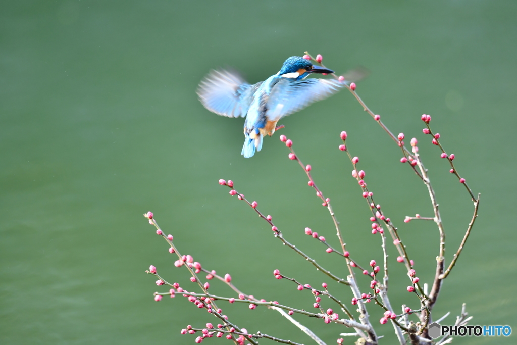 紅梅とカワセミ
