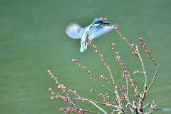 紅梅とカワセミ