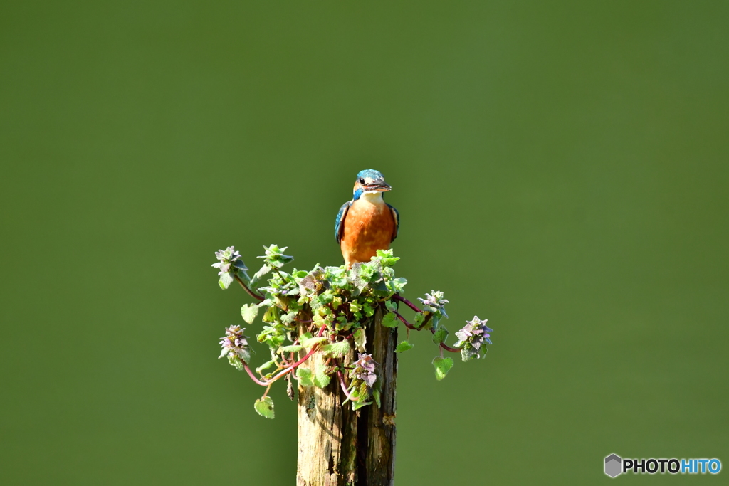 姫踊子草とカワセミ