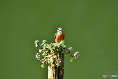 姫踊子草とカワセミ