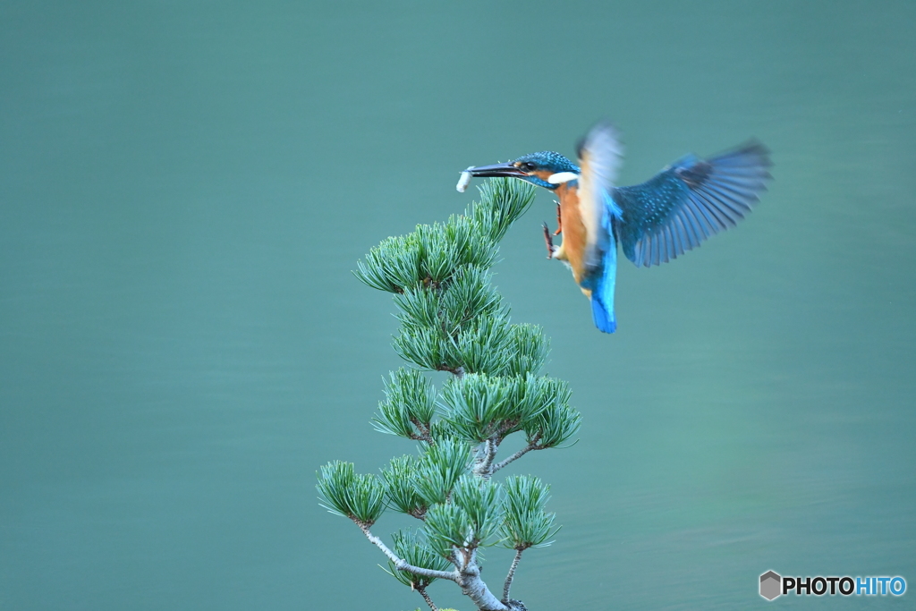 五葉松とカワセミ