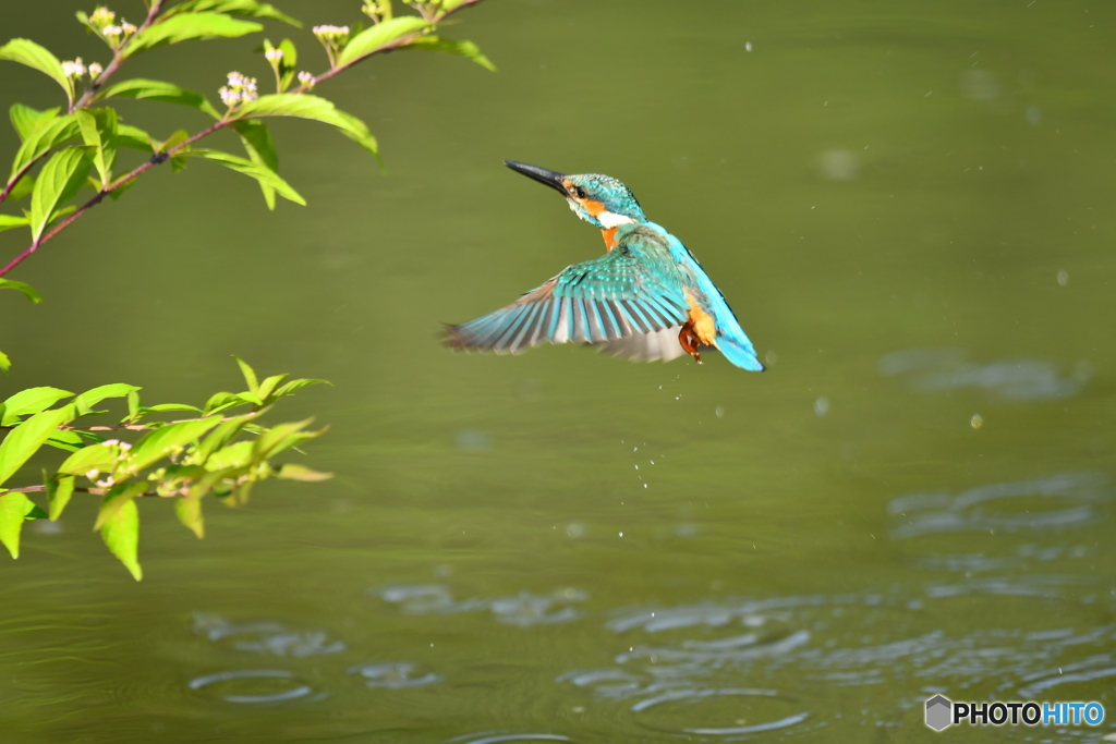 紫式部とカワセミ