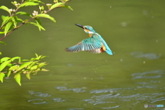 紫式部とカワセミ