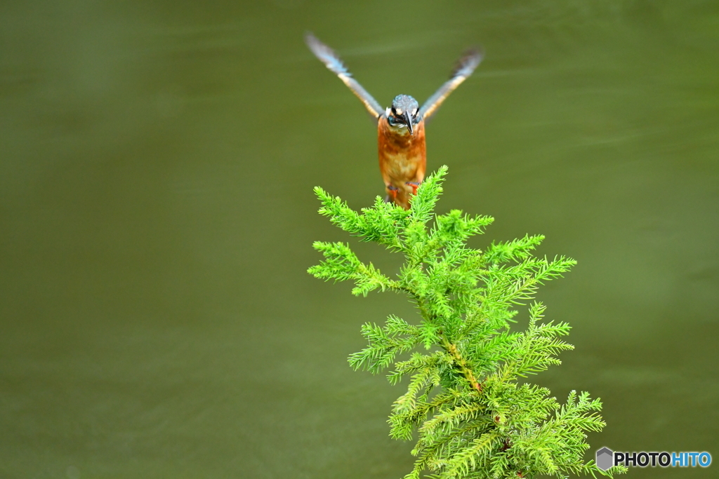 スギとカワセミ