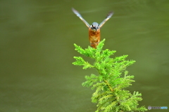 スギとカワセミ