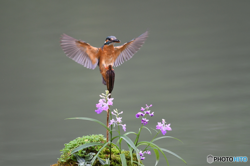 ウチョウランとカワセミ
