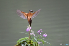 ウチョウランとカワセミ