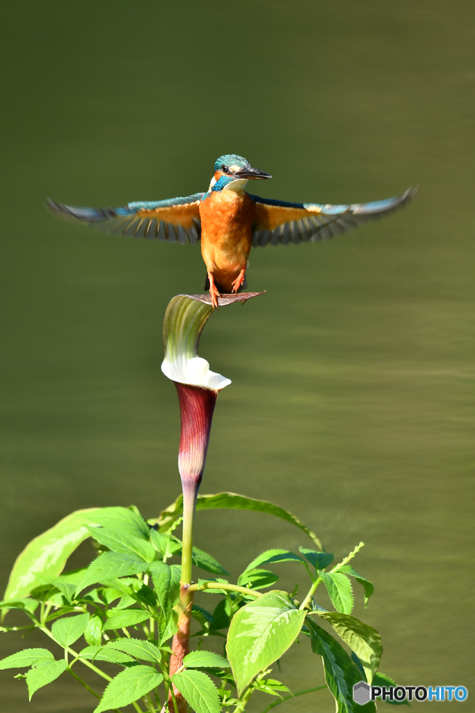 雪持草とカワセミ